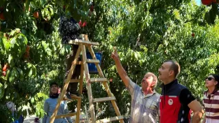 Eceabat Kocadere'de Şeftali Hasadı Başladı