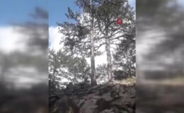 Ayı korktu, ağaca tırmandı