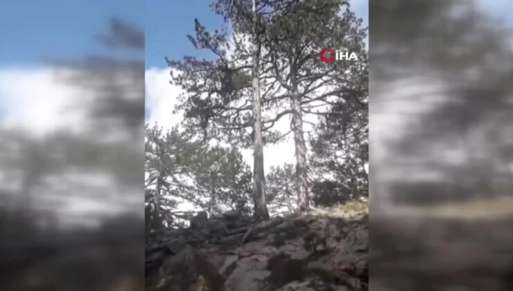 Ayı korktu, ağaca tırmandı