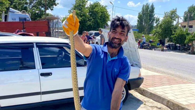 Çanakkale’de Kamyon Garajında Zehirli Engerek Yılanı Bulundu