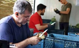 Enginar soyarak asgari ücretin tam 4 katını kazanıyorlar