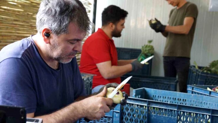 Enginar soyarak asgari ücretin tam 4 katını kazanıyorlar
