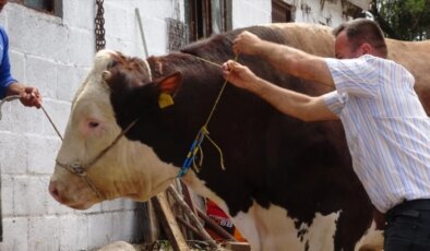 1 Ton 800 kilogramlık boğa rekor fiyata alıcısını bekliyor
