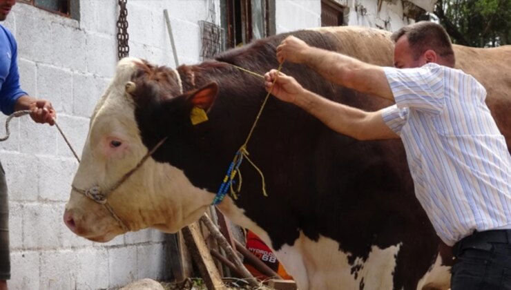 1 Ton 800 kilogramlık boğa rekor fiyata alıcısını bekliyor