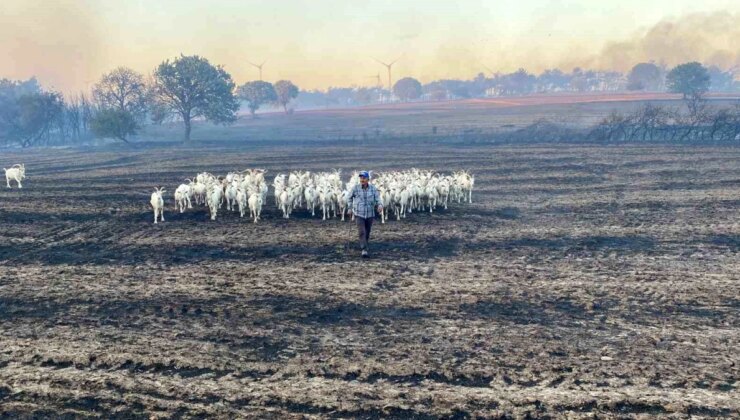 Çanakkale’de çıkan yangında 80 küçükbaş hayvan kurtarıldı