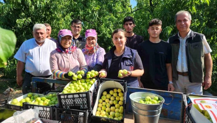 Çanakkale’nin Bayramiç ilçesinde Bayramiç beyazı nektarının üretimi bekleniyor