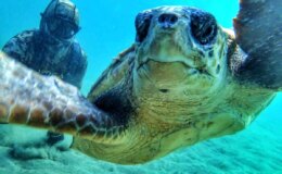 Rekortmen Dalgıç Çanakkale Boğazı’nda Caretta Caretta ile Selfie Çekti