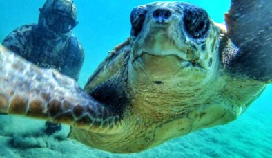 Rekortmen Dalgıç Çanakkale Boğazı’nda Caretta Caretta ile Selfie Çekti