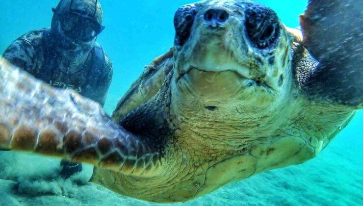 Rekortmen Dalgıç Çanakkale Boğazı’nda Caretta Caretta ile Selfie Çekti