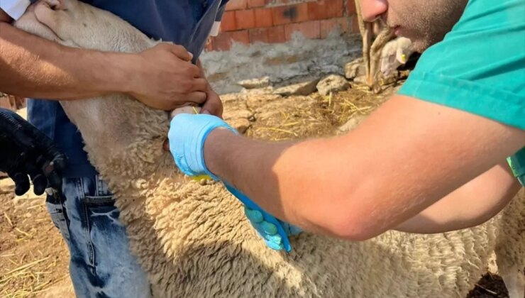 Gelibolu’da Küçükbaş Hayvan Aşılama ve Küpeleme Çalışmaları Devam Ediyor