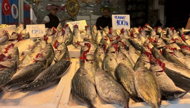 Karadeniz’de Balık Bereketi: Palamut Fiyatları Normal Seyrediyor