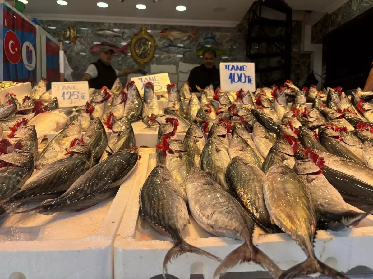 Karadeniz’de Balık Bereketi: Palamut Fiyatları Normal Seyrediyor