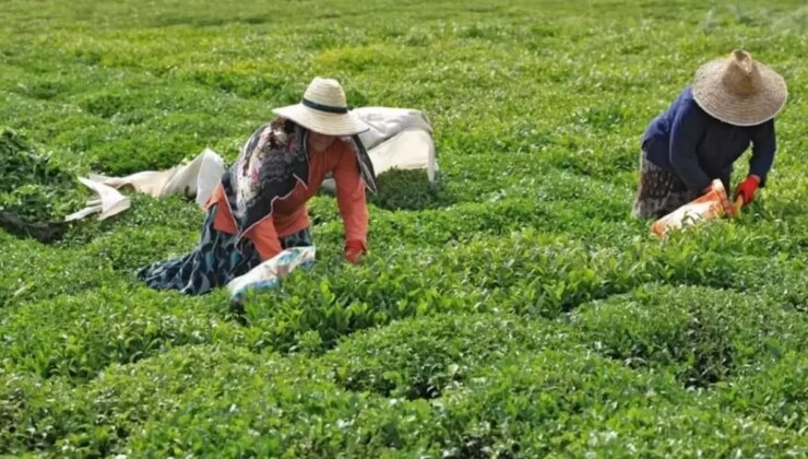 ÇAYKUR, yaş çay bedeli ödemelerine başladı
