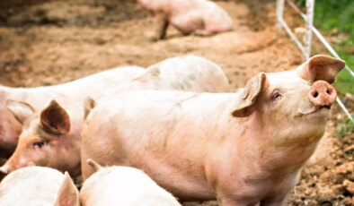 Güney Afrika’da vahşet: Öldürdükleri kadınların cesetlerini domuzlara yedirdiler