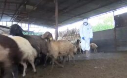 Mavi dil hastalığı hastalığı nedir, insana bulaşır mı? Mavi dil hastalığı nasıl geçer?