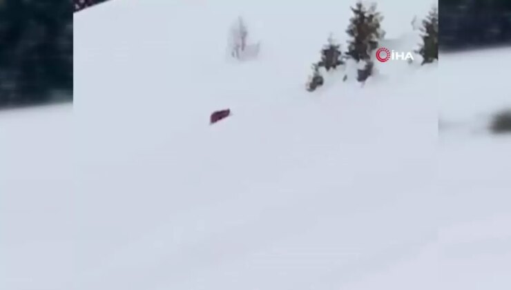 Rizeli Vatandaş Kış Uykusuna Yatmayan Ayıya Seslendi