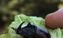 Çanakkale’de Nadir Görülen Gergedan Böceği Doğaya Salındı