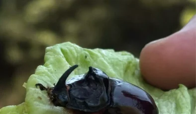 Çanakkale’de Nadir Görülen Gergedan Böceği Doğaya Salındı
