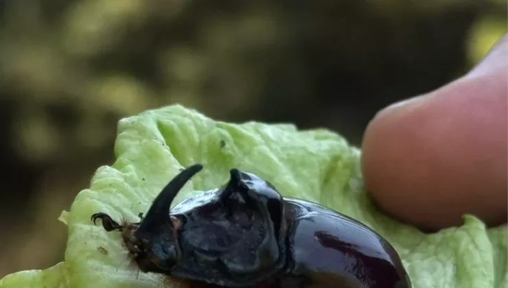 Çanakkale’de Nadir Görülen Gergedan Böceği Doğaya Salındı