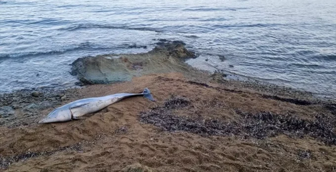Çanakkale Güneyli Sahilinde Ölü Yunus Bulundu: Boynunda Yaralanma İzleri Var