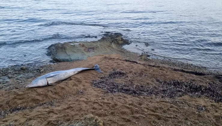 Çanakkale Güneyli Sahilinde Ölü Yunus Bulundu: Boynunda Yaralanma İzleri Var