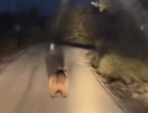 Biga’da Yol Üzerinde Görülen Ayı, Sürücüyü Şaşkına Çevirdi