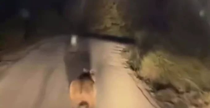 Biga’da Yol Üzerinde Görülen Ayı, Sürücüyü Şaşkına Çevirdi