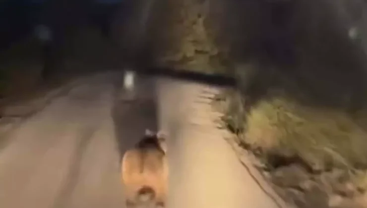 Biga’da Yol Üzerinde Görülen Ayı, Sürücüyü Şaşkına Çevirdi